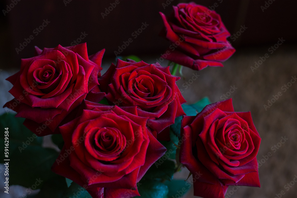 Dark Red roses, bokeh