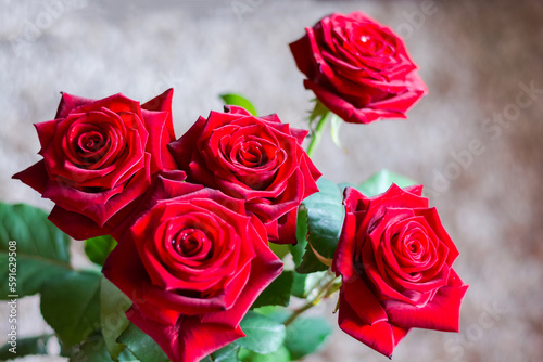 Obraz na płótnie Red roses, bokeh w salonie