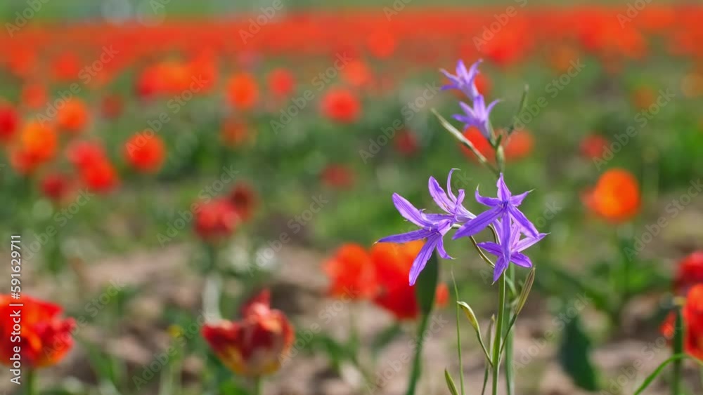 Blue flowers bluebells in a spring meadow among other flowers. Spring flowers under the rays of sunlight. Beautiful landscape of nature. Hi spring. Blue flowers bluebells in a spring meadow among other flowers. Spring flowers under the rays of sunlight. Beautiful landscape of nature. Hi spring.