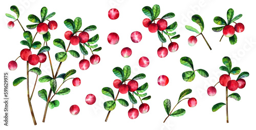 Wallpaper Mural Set of twigs, berries and leaves of cowberries trendy botanical watercolor elements isolated on transparent background for invitation, patterns, digital paper Torontodigital.ca