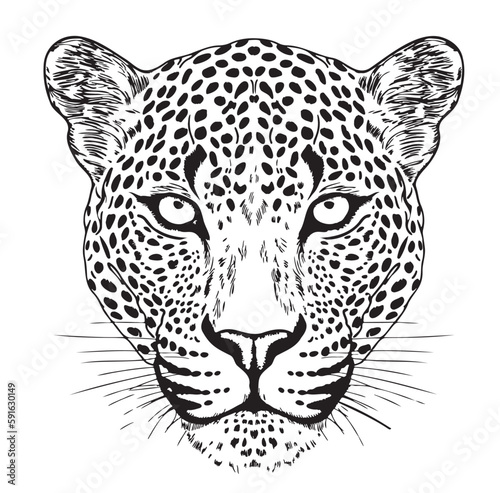 Leopard face hand drawn sketch Vector illustration Wild cat