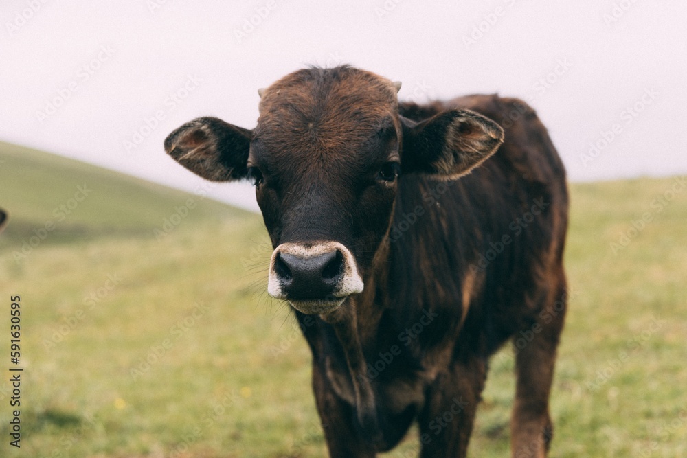 Close-up of cow in pasture in Central Asia Close-up of cow in pasture in Central Asia