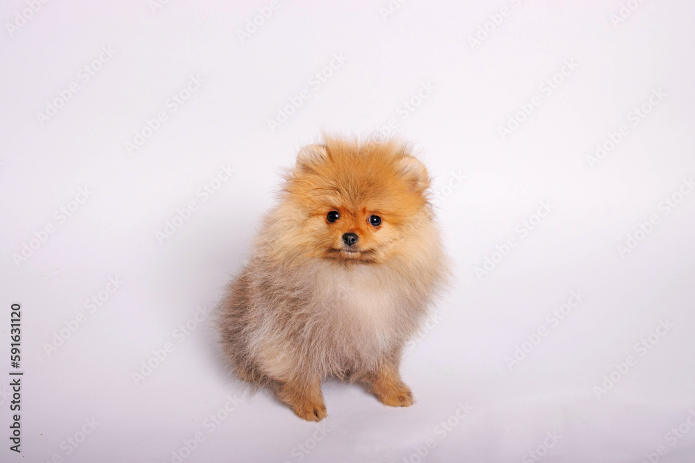 Obraz premium Pomeranian puppy on a white background. studio shot