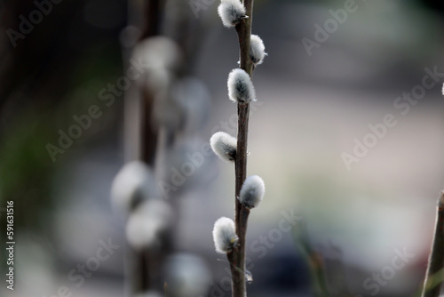 Fototapeta Naklejka Na Ścianę i Meble -  Bazie. Nowe pąki na gałązkach brzozy na wiosnę.  Wielkanoc. 