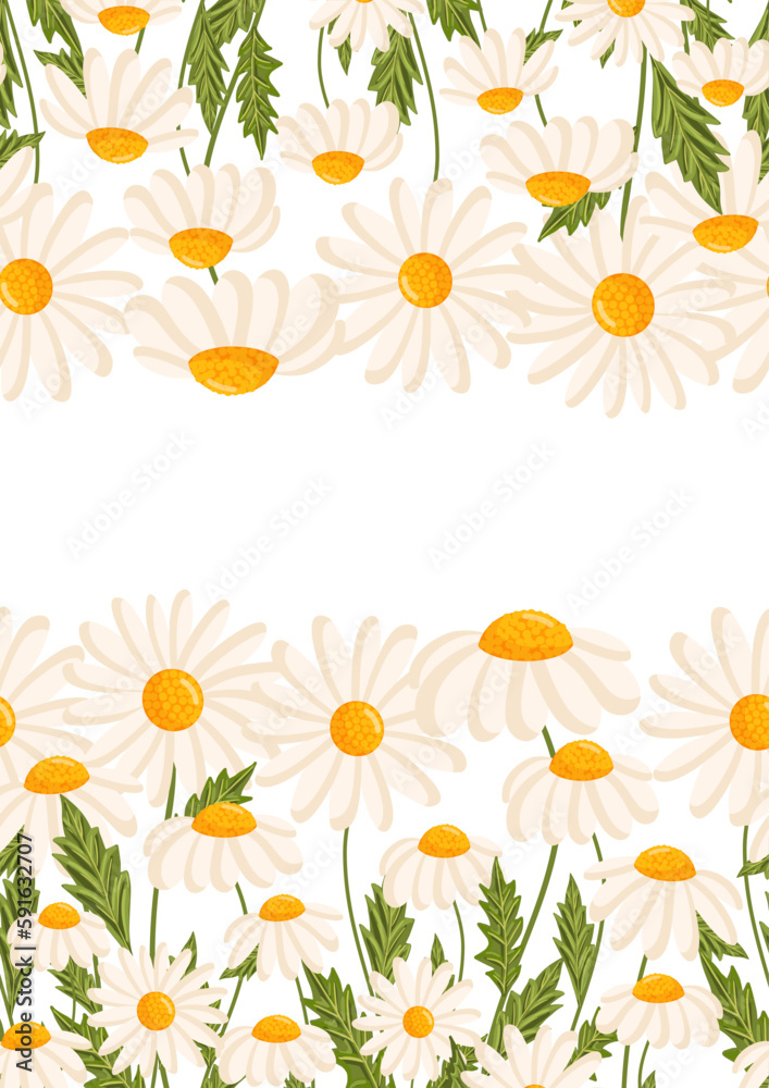 Seamless pattern for postcard or poster with daisies. Chamomile vector floral illustration for congratulations or decor etc. Flowers for spring and summer holidays. Festive template can add text. Seamless pattern for postcard or poster with daisies. Chamomile vector floral illustration for congratulations or decor etc. Flowers for spring and summer holidays. Festive template can add text.