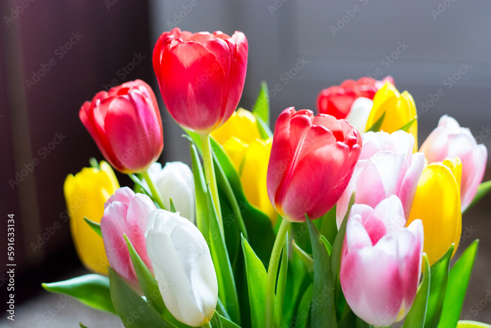 Large bouquet of colorful spring tulips
