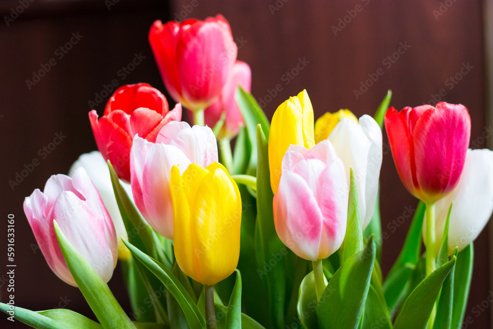 Large bouquet of colorful spring tulips
