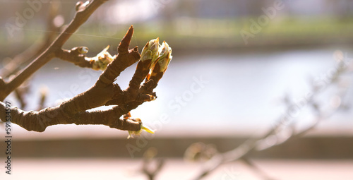 Valokuva Large chestnut buds