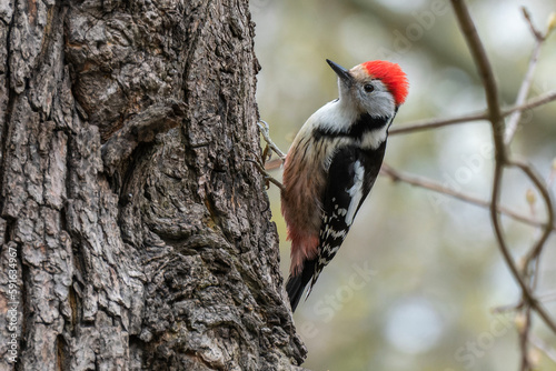 Mittelspecht, Specht, vogel, natur, baum, 