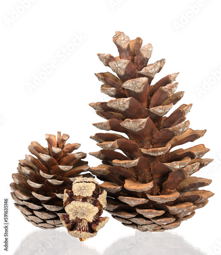 Beautiful fir-cones