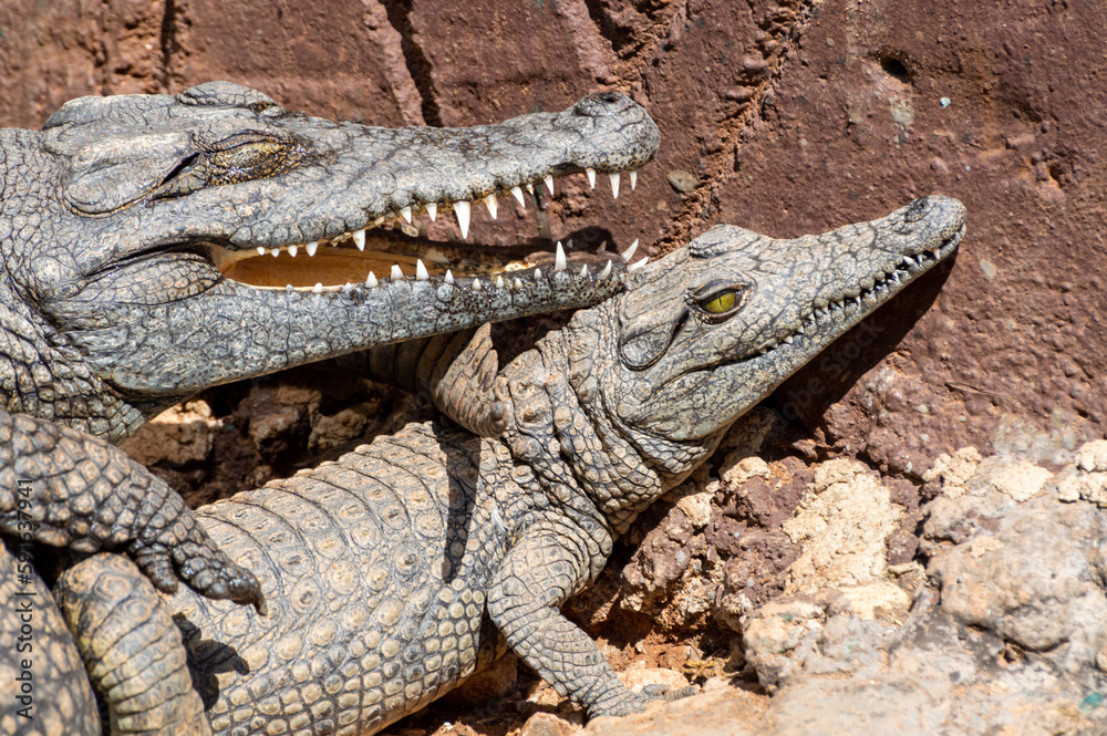 Fototapeta premium Two young crocodiles at a zoo near Johannesburg