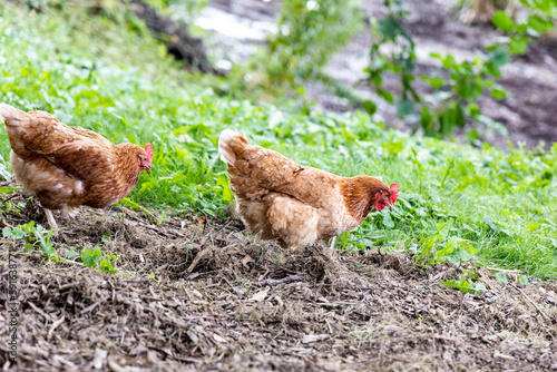 Hens walking on rural yard © Photozi