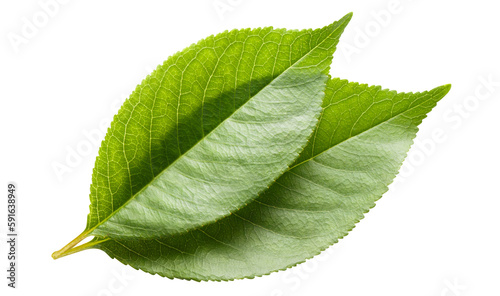 Two green leaves cut out