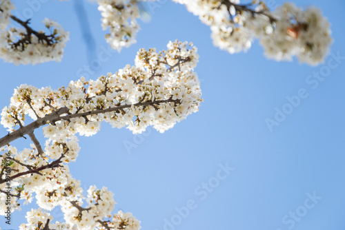 tree flowers and branch, spring tree view