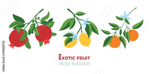 Isolated set of vector  hand drawn pomegranate, lemon, orange branches. Fruit print. Sketch Exotic tropical juicy fruit, with leaves and flowers. Vector cartoon illustration. Doodle pattern