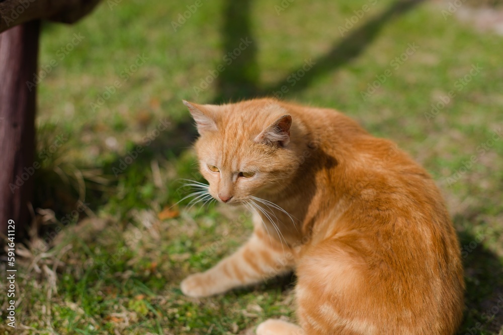 I just wanted to share a picture of the cutest little ginger kitten I saw today. It had the calmest and most adorable eyes I've ever seen on a cat. I couldn't resist taking a picture and sharing it wi