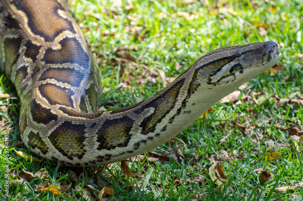 Obraz premium Albino Burmese Python slithering on the grass at an animal park