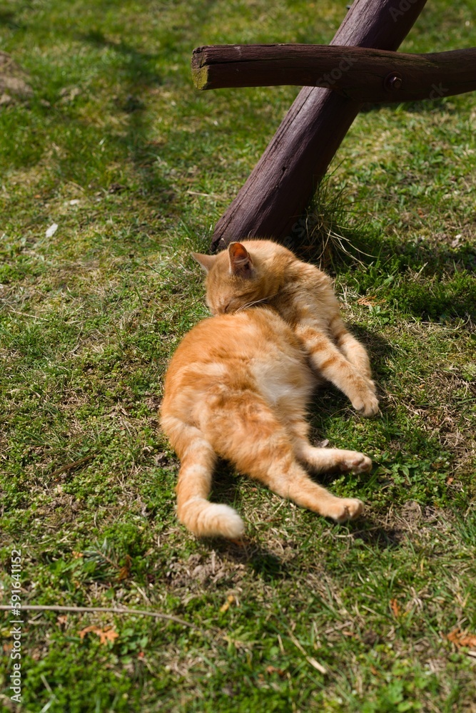 I saw a little ginger kitten lying on the grass, cleaning its fur. It was adorable. I saw a little ginger kitten lying on the grass, cleaning its fur. It was adorable.