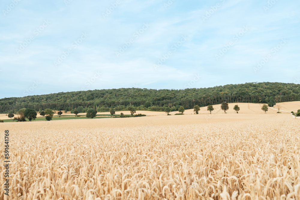 Cereal field of wheat or rye. Harvesting. Dry grain harvest before harvest. fit quality.