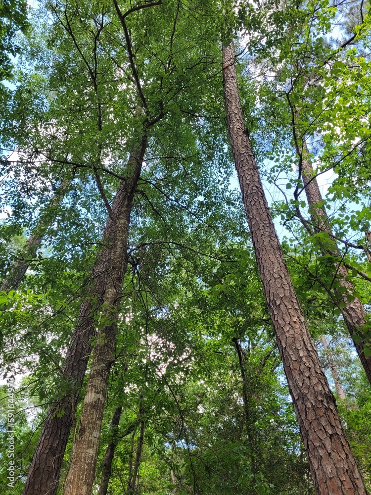 Fototapeta premium trees in the forest so beautiful