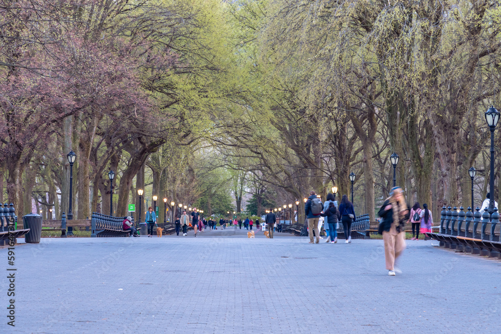 Manhattan spring bloom and architecture travel destination backgrounds theme copy space Manhattan spring bloom and architecture travel destination backgrounds theme copy space