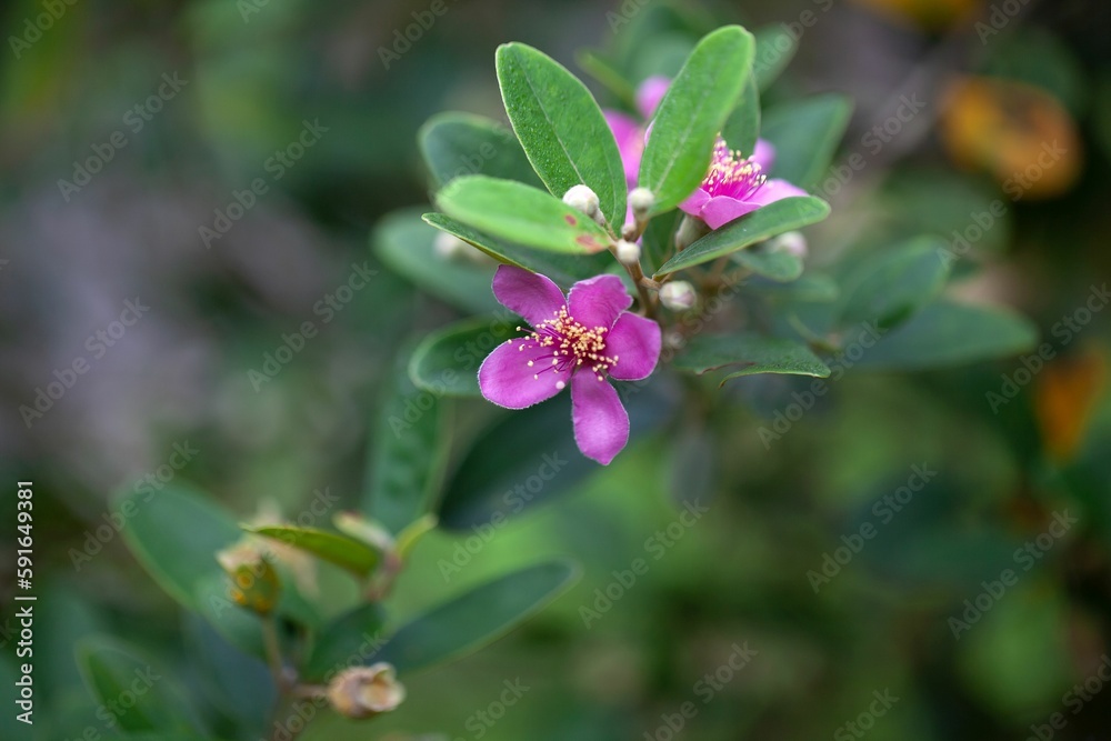 Flowers of a rose myrtle, Rhodomyrtus tomentosa Flowers of a rose myrtle, Rhodomyrtus tomentosa