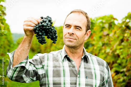 Portrait of grape grower standing in vineyard, examining bundle of grapes, Rhineland-Palatinate, Germany photo