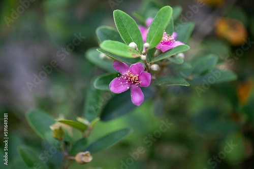 Flowers of a rose myrtle  Rhodomyrtus tomentosa