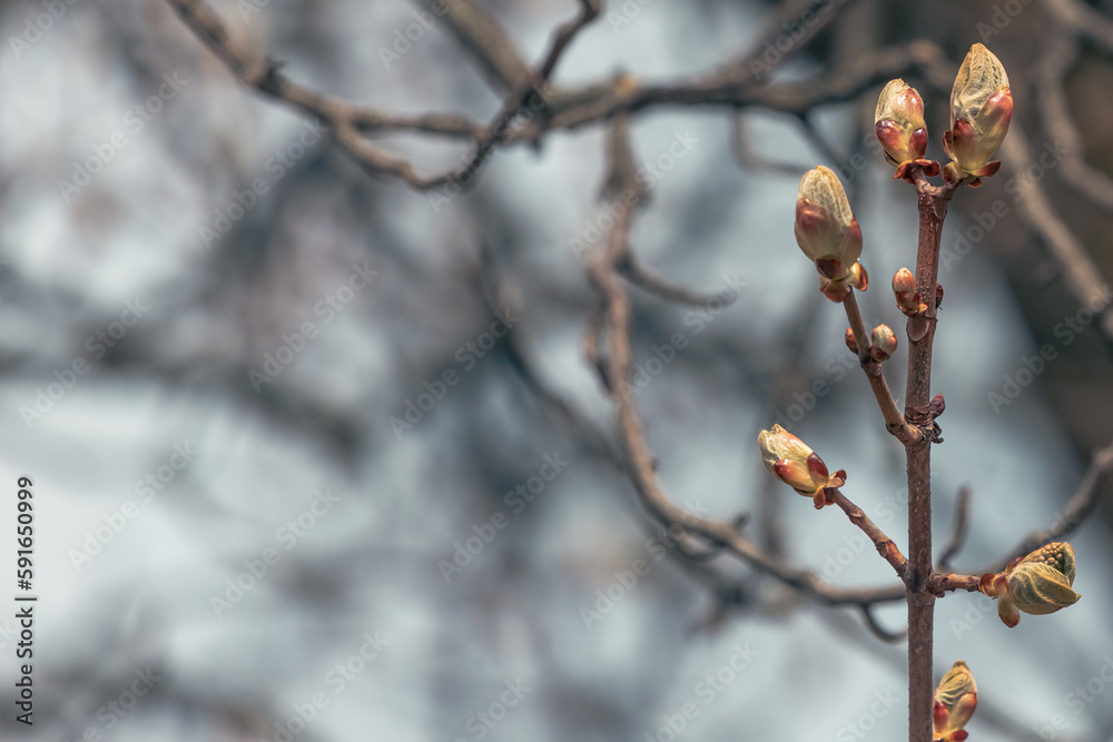 Young buds on a bald tree in a spring park. Buds on a tree. Young foliage. The birth of nature. Spring awakening. Spring in the park.