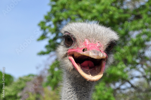 Common ostrich (Struthio camelus) portrait © Hipokamp