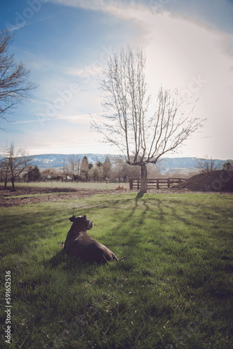 Grey Pitt Bull lays relaxing on grass; Reno, Nevada, United States of America