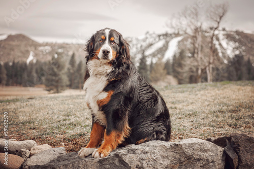 Portrait of a Bernese Mountain Dog sitting on rocks with mountains in the background; Reno, Nevada, United States of America