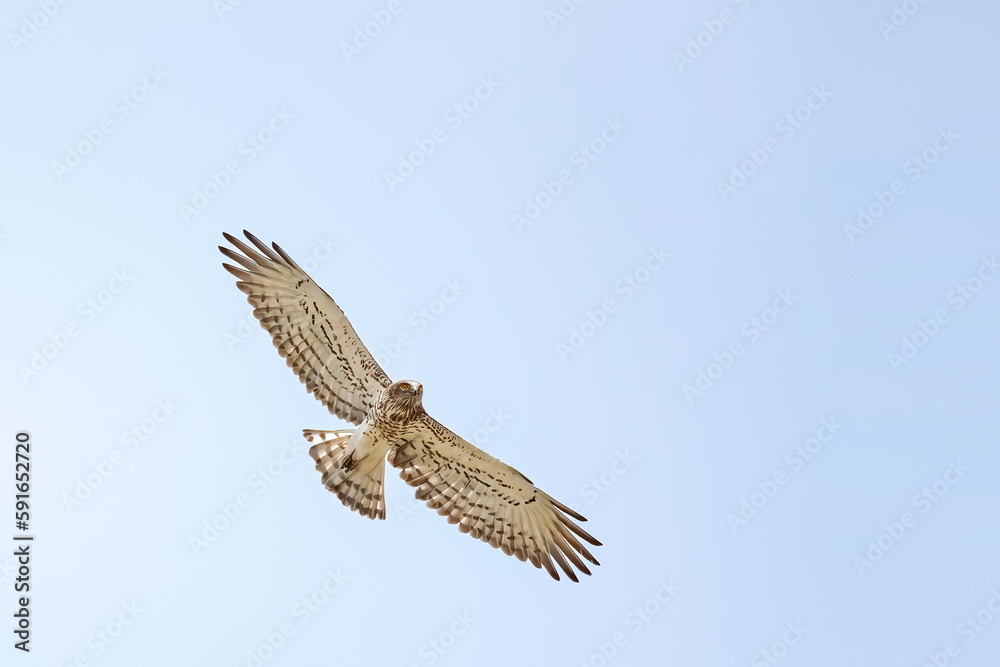 Fototapeta premium Short-toed snake eagle or Circaetus gallicus open wings flying position in Dadia forest Evros Greece, isolated, blue sky background