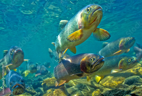 Close-up of a hover of cutthroat trout (Oncorhynchus clarkii) swimming at the bottom of a cold stream; Wyoming, United States of America photo