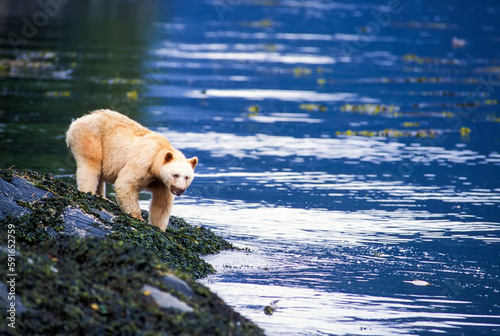 Kermode bear (Ursus americanus kermodei) standing on the shore looking for seafood on the water's edge; British Columbia, Canada photo