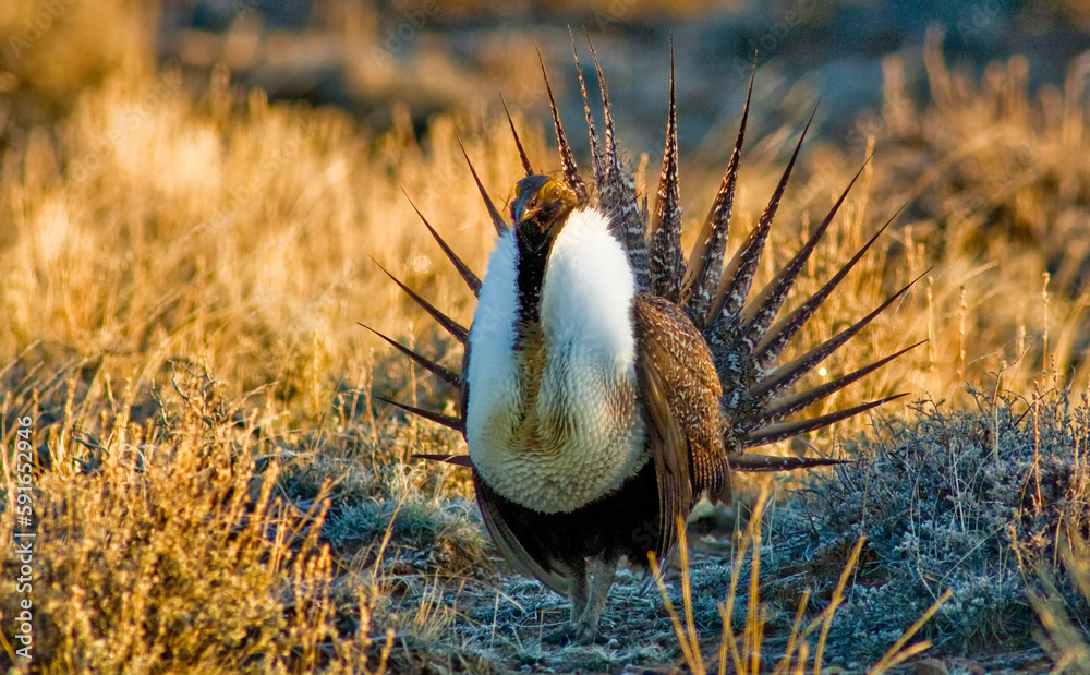 Portrait of a male, sage grouse (Centrocercus urophasianus) displaying feathers during mating ritual; Harney County, Oregon, United States of America Portrait of a male, sage grouse (Centrocercus urophasianus) displaying feathers during mating ritual; Harney County, Oregon, United States of America