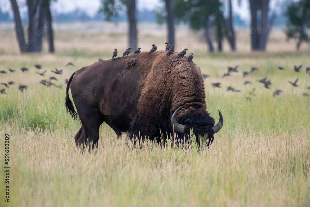 Starlings (Sternus vulgaris) line up on the back of a Bison (Bison bison) in the Rocky Mountain Arsenal National Wildlife Refuge near Denver, Colorado, USA; Colorado, United States of America Starlings (Sternus vulgaris) line up on the back of a Bison (Bison bison) in the Rocky Mountain Arsenal National Wildlife Refuge near Denver, Colorado, USA; Colorado, United States of America