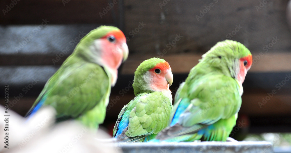 Rosy-faced lovebird (Agapornis roseicollis) portrait Rosy-faced lovebird (Agapornis roseicollis) portrait