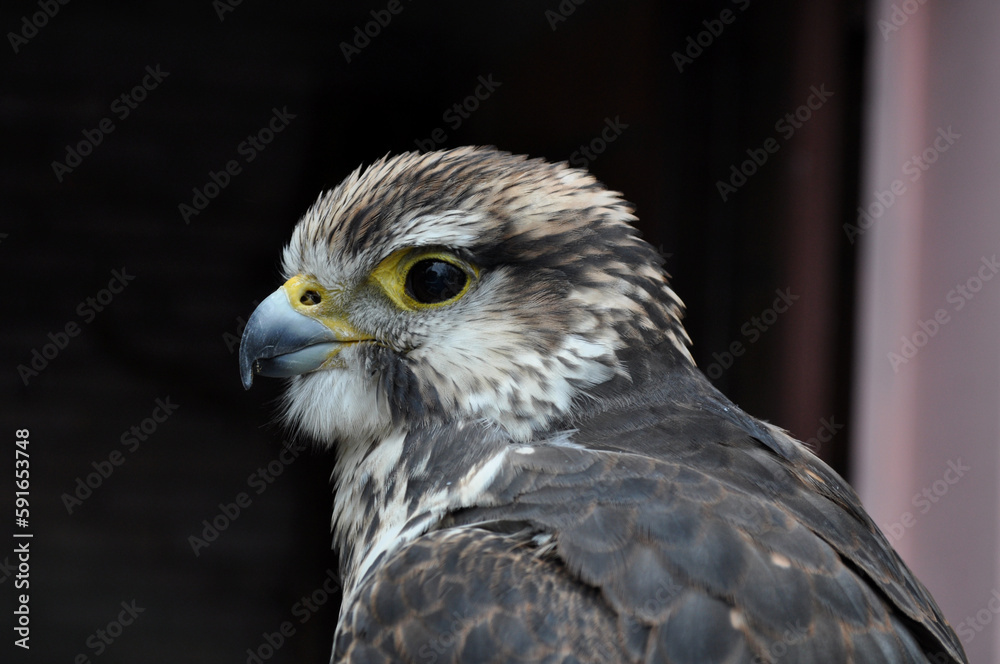 Saker falcon (Falco cherrug) portrait