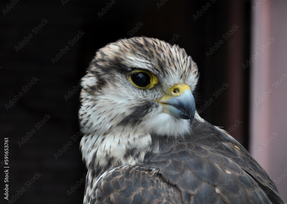Saker falcon (Falco cherrug) portrait Saker falcon (Falco cherrug) portrait