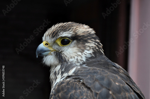Saker falcon  Falco cherrug  portrait