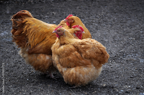 Yellow orpington hen portrait bird photo