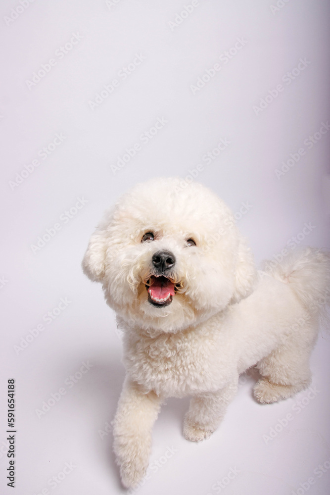 The Bichon Frisé toy dog photo-shooting in studio