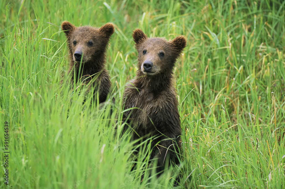 Alaskan brown bear cubs (Ursus arctos gyas) wait in tall grass for their mother; Alaska, United States of America Alaskan brown bear cubs (Ursus arctos gyas) wait in tall grass for their mother; Alaska, United States of America