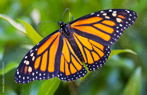Monarch butterfly (Danaus plexippus) resting on a plant, just after emerging from a chrysalis; Connecticut, United States of America photo