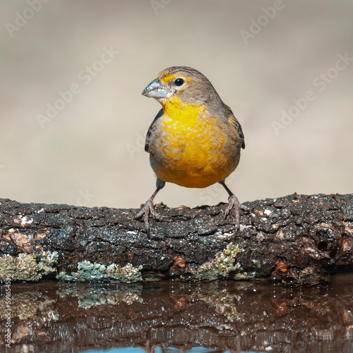 Saffron Finch ,Sicalis flaveola, La Pampa, Argentina.