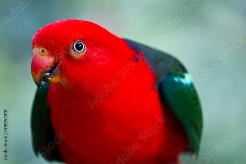 Close-up portrait of a female Eclectus parrot (Eclectus roratus); Australia photo