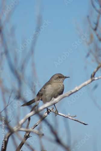 Northern Mockingbird © crystalseye