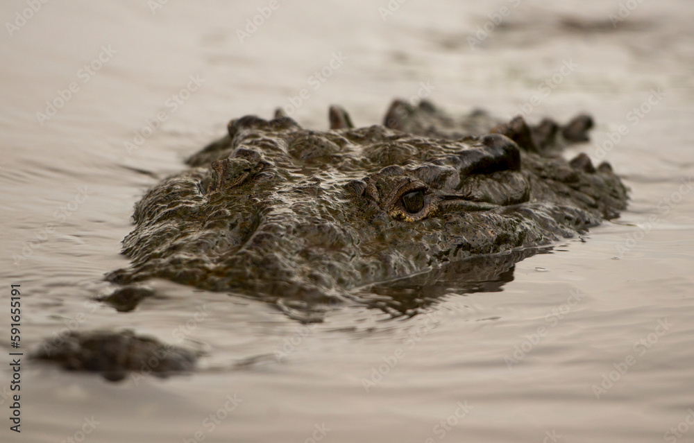 American crocodile (Crocodylus acutus) in the Rio Tarcoles surfaces to stare at the photographer; Costa Rica American crocodile (Crocodylus acutus) in the Rio Tarcoles surfaces to stare at the photographer; Costa Rica