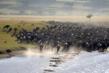 a herd of wildebeest running in the masai mara national park. Generative AI